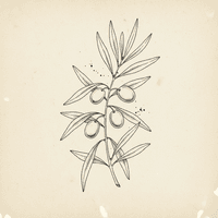 Olive Branch